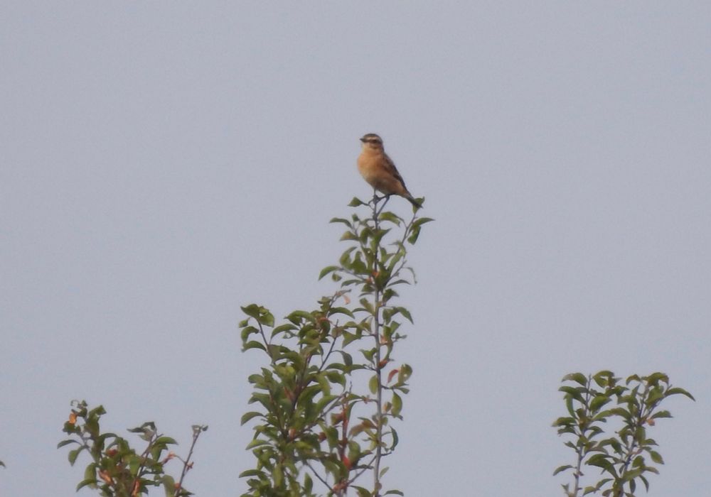 Whinchat