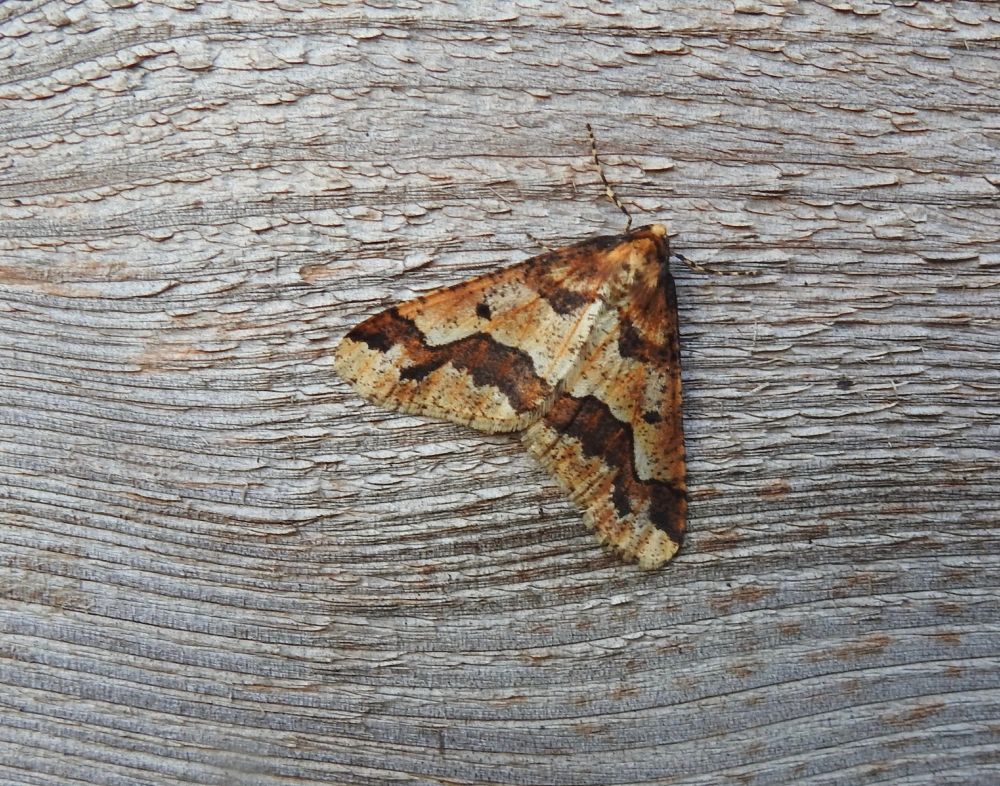 Mottled Umber