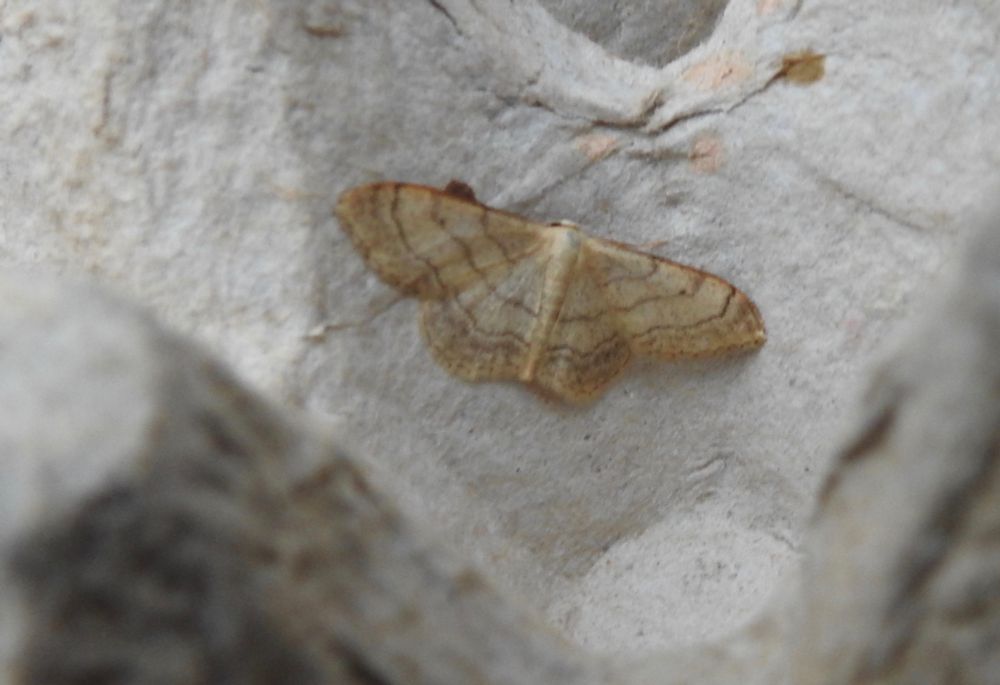 Riband Wave