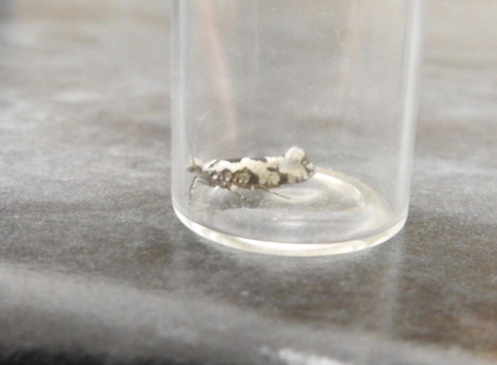 Pied Rabbit Moth Ypsolopha sequella (1st since 2021)