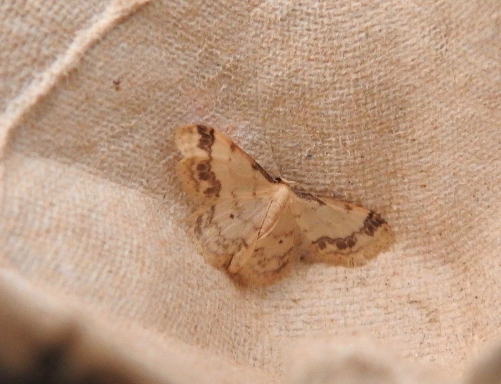 Treble Brown Spot, 2nd gen after none in spring.