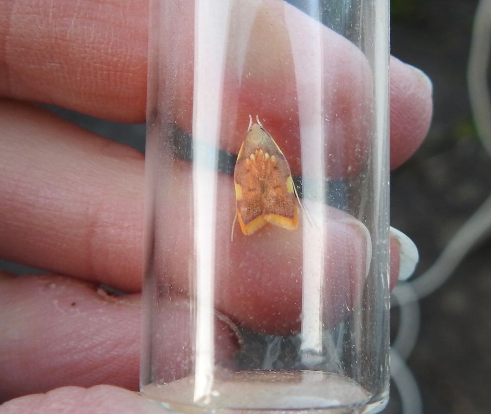 Carcina quercana nfy