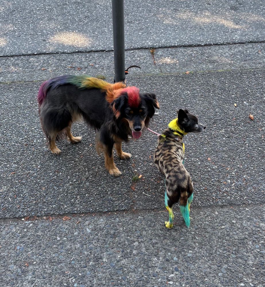 Two dyed dogs - one has a rainbow Mohawk along its back and the other has bright green and yellow legs and tail and a cat-like pattern on its back