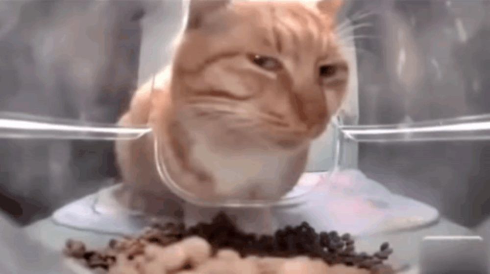 a cat is eating food from a bowl in a container .