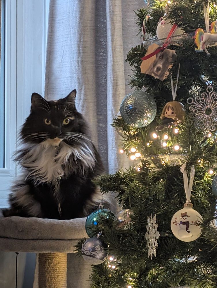 A fluffy calico cat is perched beside a Christmas tree, with a disgruntled facial expression.