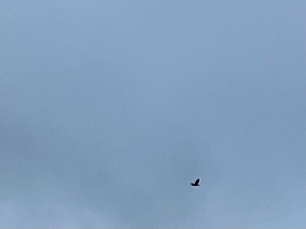 Grey clouds with a sea eagle in silhouette against them.