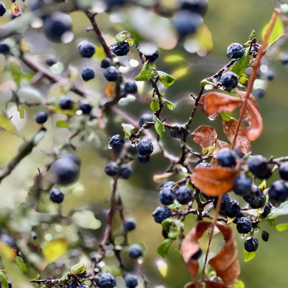 Berries and rain drops 