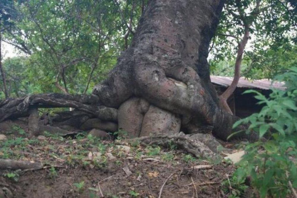 a strong, girthy tree has planted itself deep inside a smaller, submissive tree. the larger tree‘s thick, bulging roots straddle the eager, beckoning trunk of the smaller tree, pinning it in place under the alpha tree’s weight 