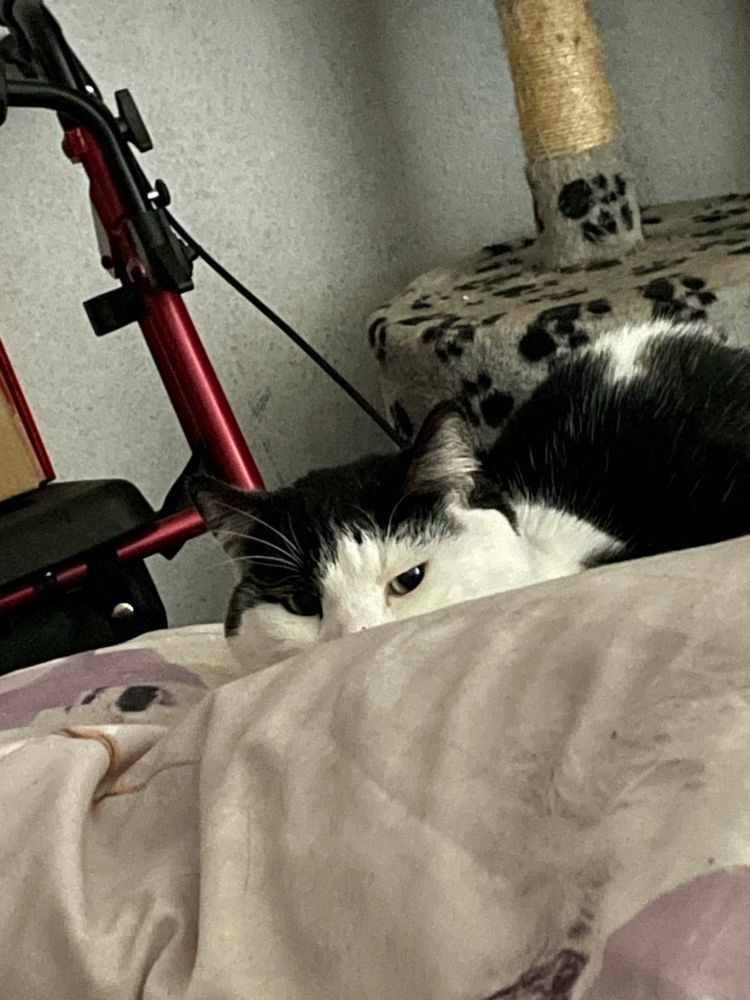 Black and white cat giving the evil eye!