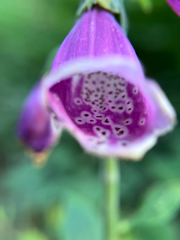 Fleur de digitale pourpre en macro