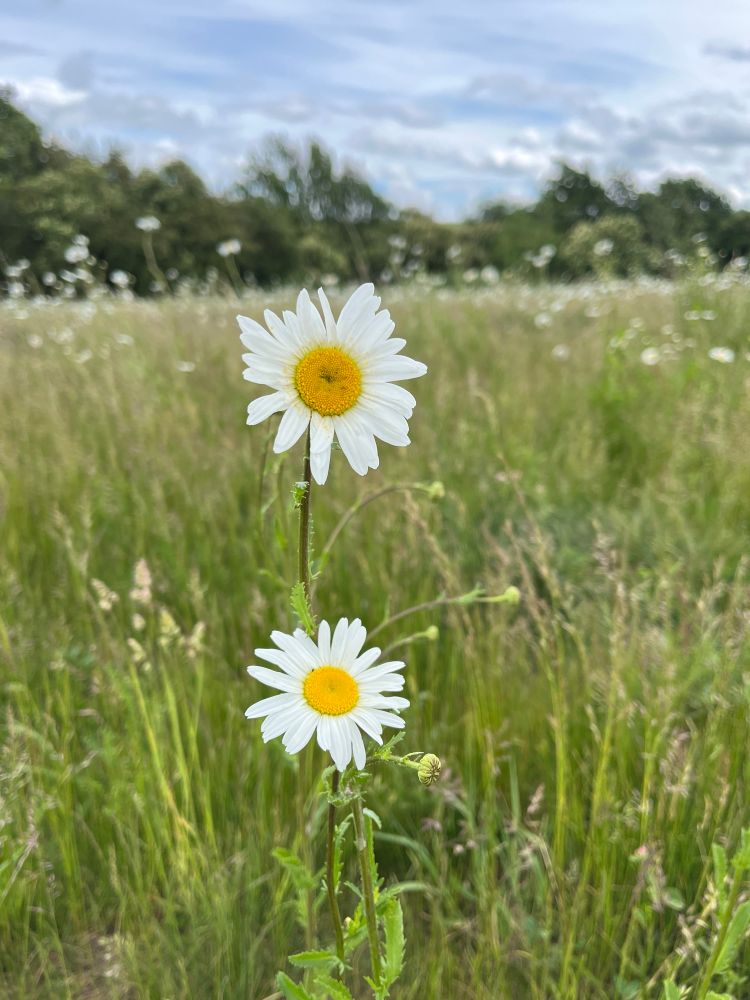 2 marguerites dans les hautes herbes