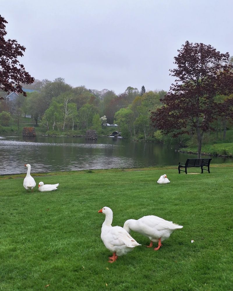 5 geese lounging on the grass at Sullivan's Pond, Dartmouth on a misty day