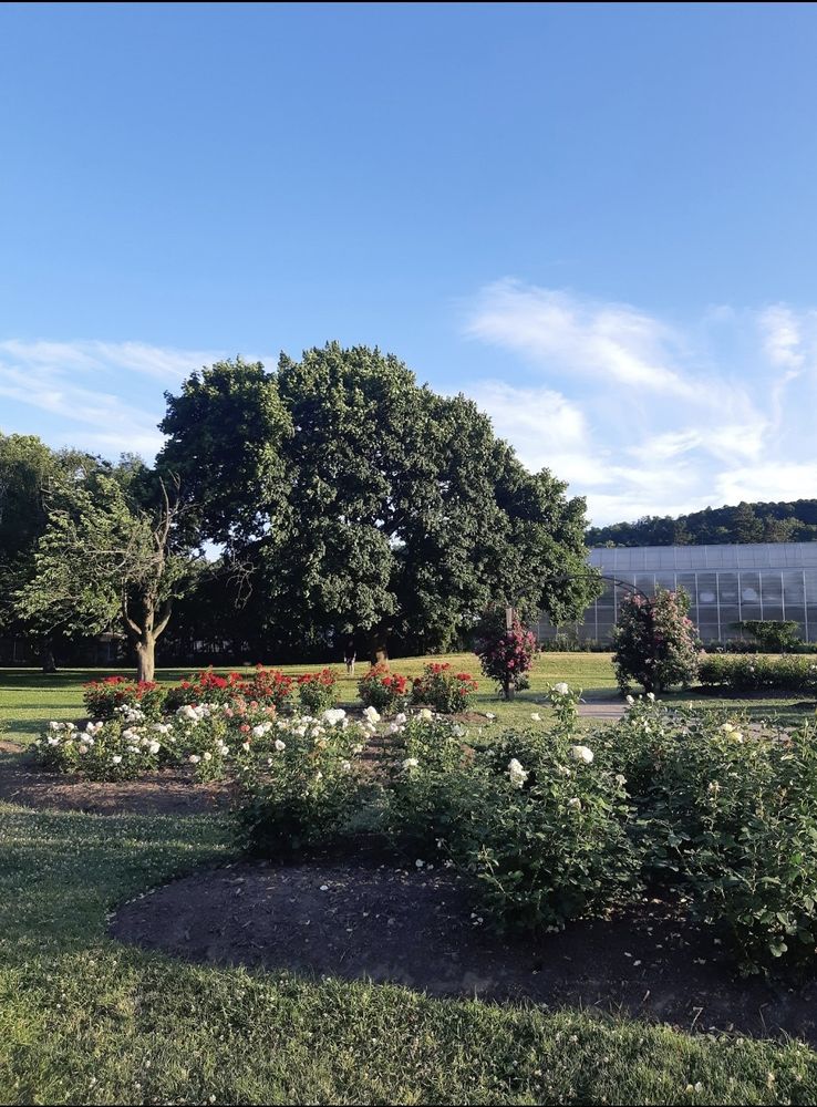 Gage Park in Hamilton, Ontario. A blooming rose garden with a green house, mature trees, and the Niagars escarpment in the background 
