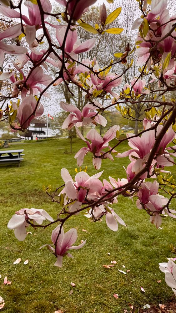 Close up of magnolia blooms at Sullivan's Pond, Dartmouth 