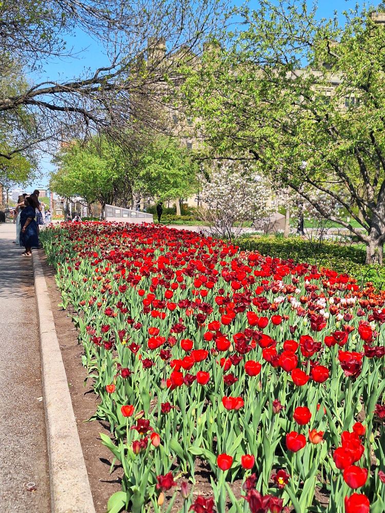 Large bed of red tulips in Ottawa. 