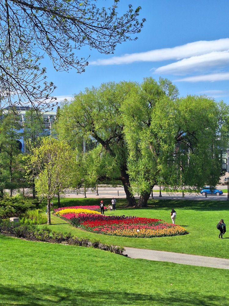 People enjoying large beds of multi coloured tulips in Ottawa. A large willow tree is the backdrop of the photo