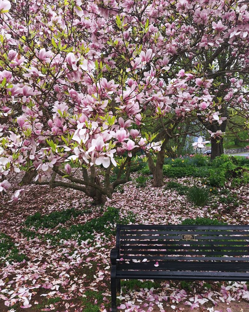 Magnolia blooming over a black park bench after Sullivan's Pond 