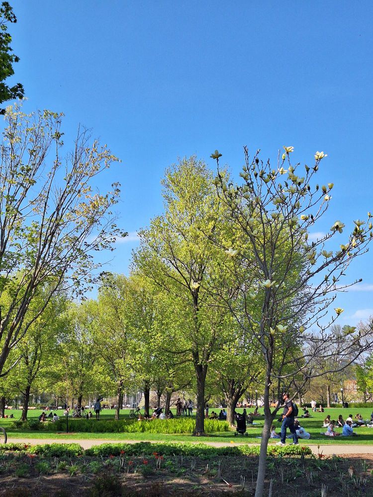 Many people hanging out on the grass on a sunny day in Major's Hill Park in Ottawa.