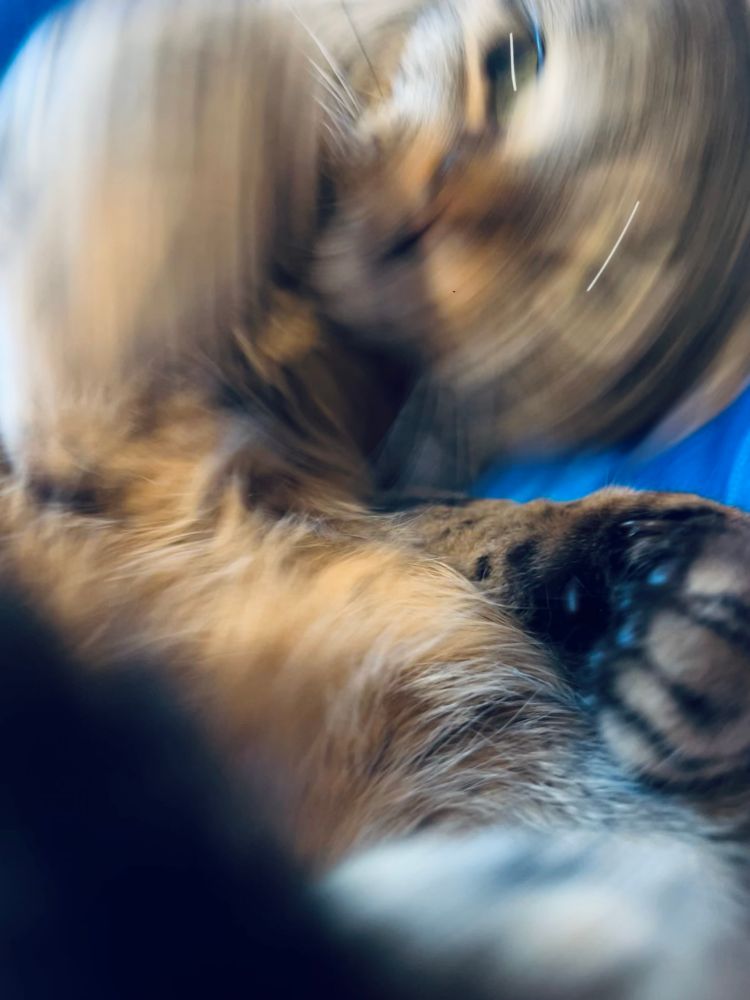 blurred action shot of my tabby cat, frankie, zooming around on the bed 