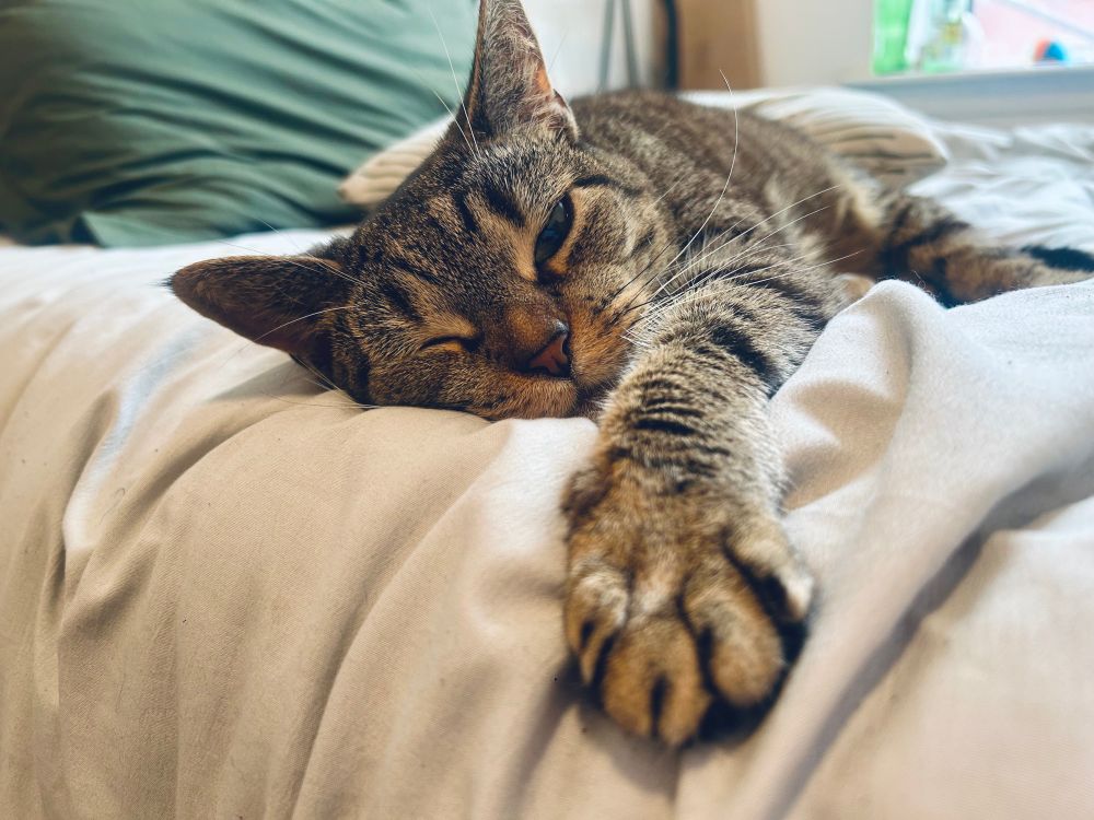 frankie butt, my tabby, sleeping on a bed with a light grey blanket with her arm outstretched