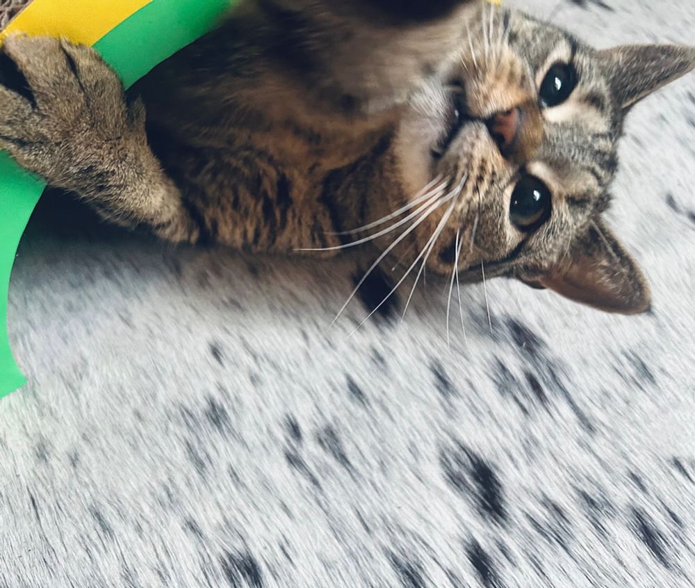 frankie, my tabby cat, playing by attacking from under her rainbow scratchpad