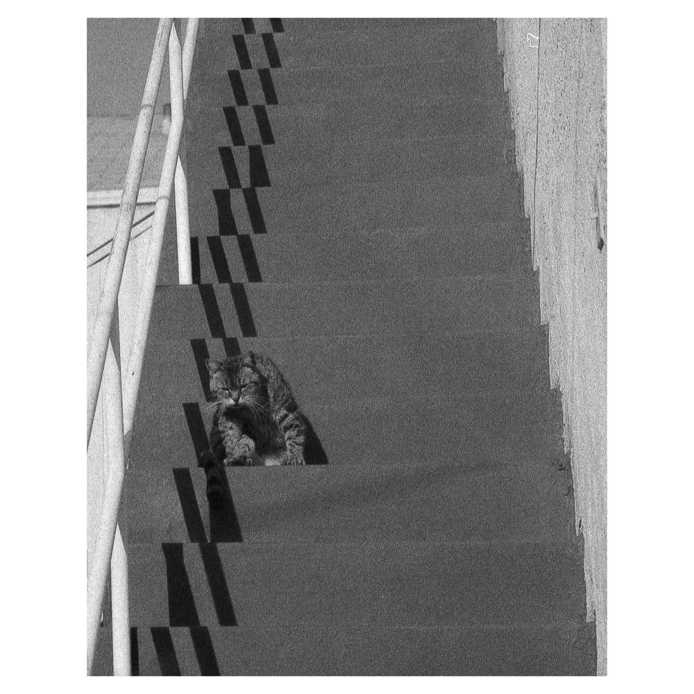 The image is a black-and-white photograph of a set of outdoor stairs with a cat resting on one of the steps. The stairs have a railing on the left side, casting long, parallel shadows onto the steps, creating a repetitive pattern. The texture of the steps and the graininess of the image add to its raw, high-contrast aesthetic. The cat, positioned within the shadows, appears relaxed, possibly grooming itself or simply resting. The overall composition plays with light, shadow, and structure, making for an artistic and somewhat surreal visual.