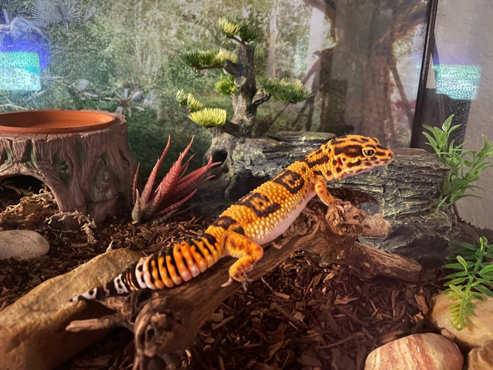 Leopard gecko male named Carrot