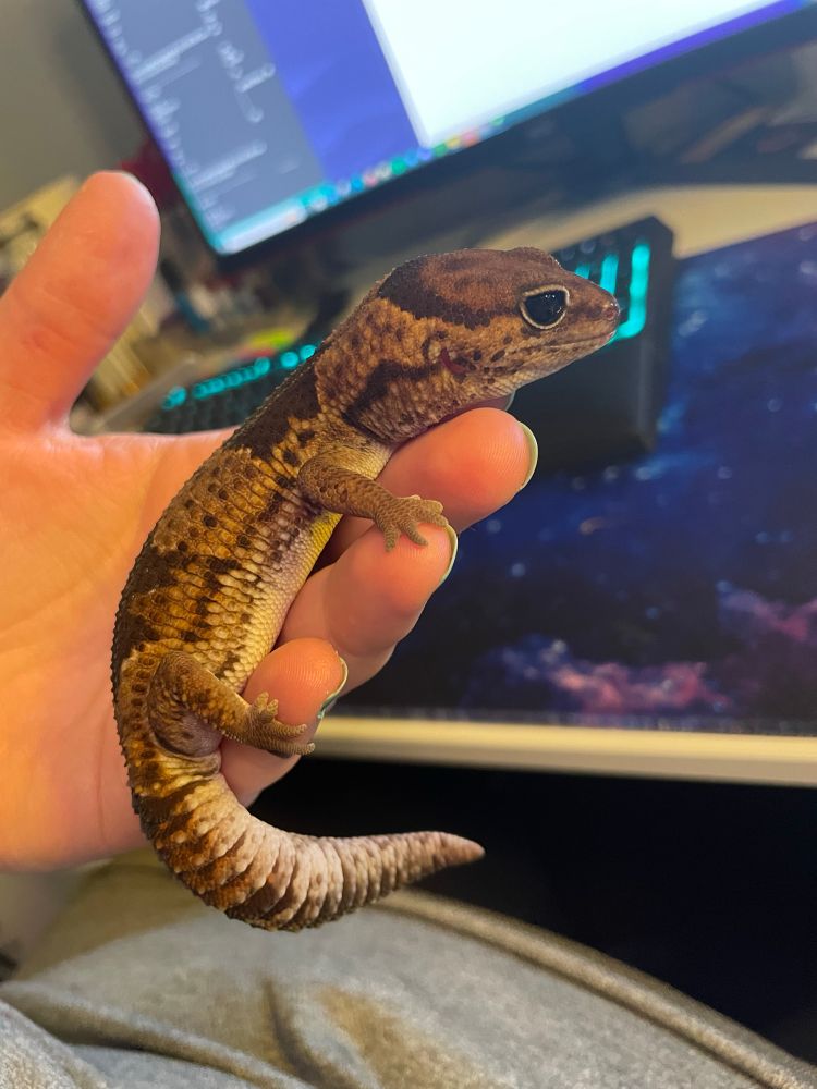 Me holding our African-Fat Tailed Gecko, her name is Chip and she’s super sweet and chill. 