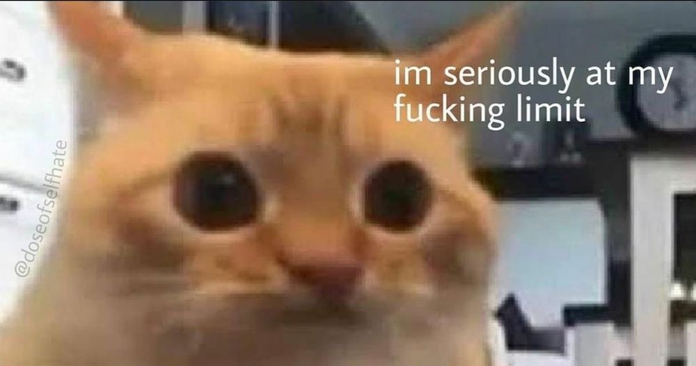 reaction image of an orange cat doing airplane ears because it's annoyed or mad, captioned "I'm seriously at my fucking limit"