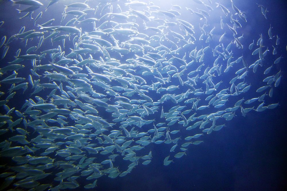 Herring had a spawning ‘culture.’ Overfishing obliterated it