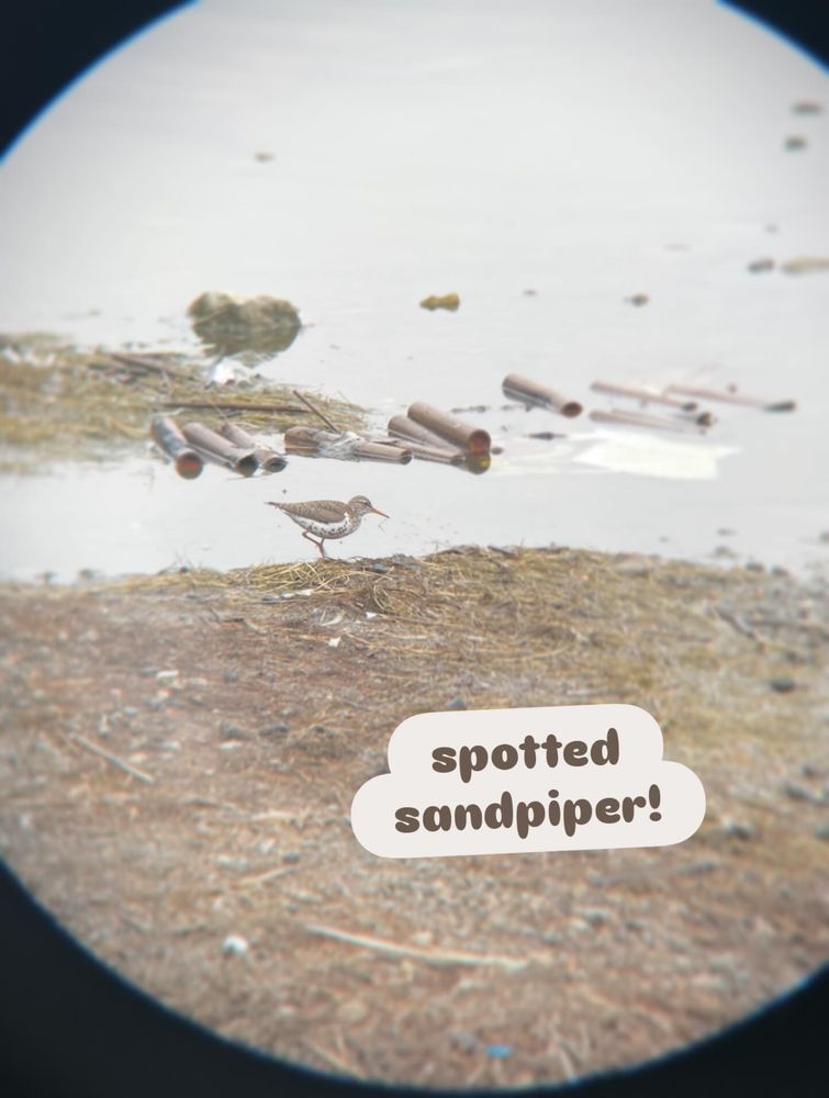 spotted sandpiper
