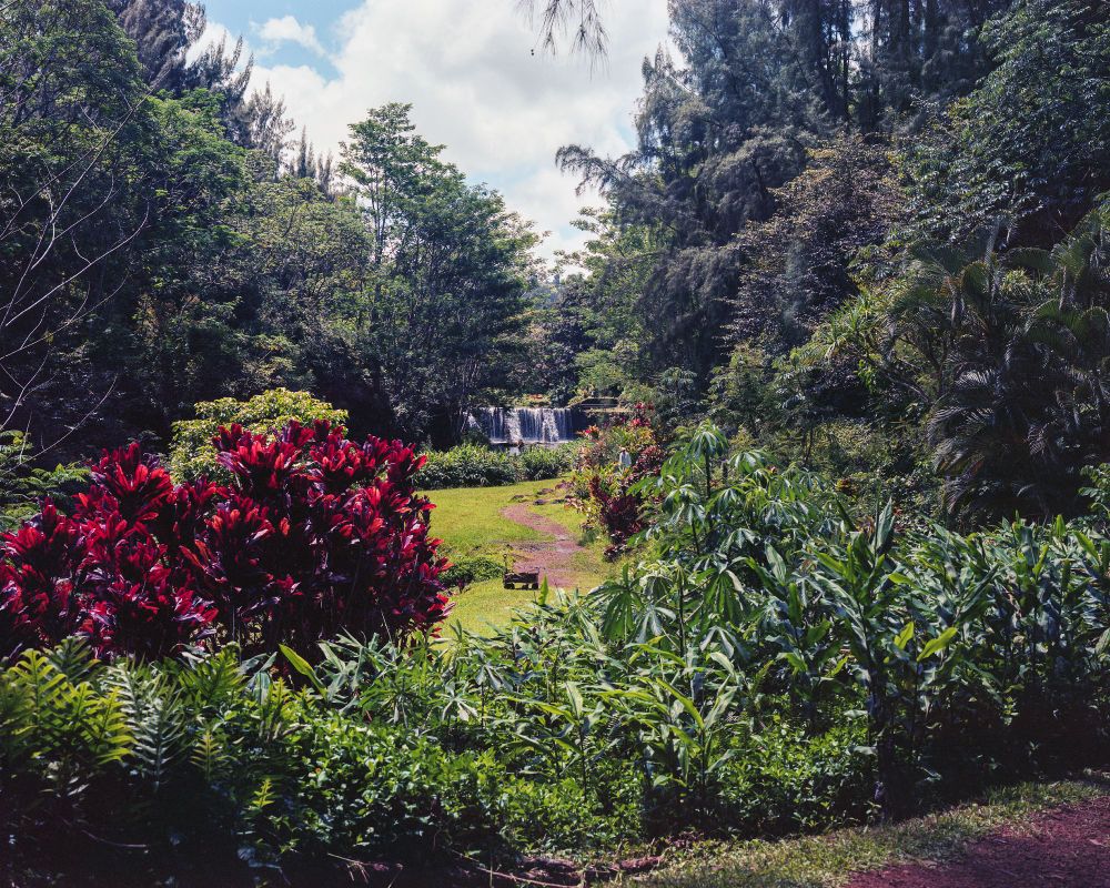 A photograph of the Wai Koa Stone Dam located on the island of Kaua'i. In this photo, water is seen spilling over the dam in the distance. In the foreground, a wagon full of beach supplies rests near the water, hidden by a large red bush. 