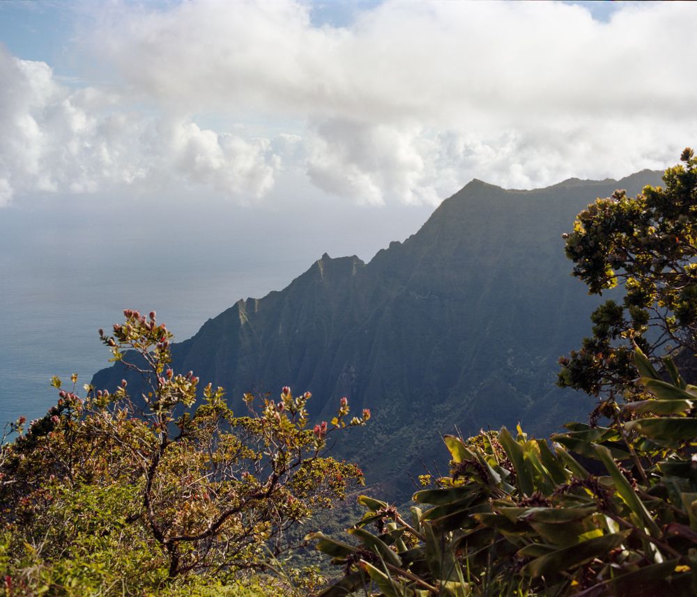 A photograph of greenery in front of the cliffs of the Na Pali Coast in Kaua'i. In the background, the intense mountain walls are seen rising thousands of feed above the ocean surface. 