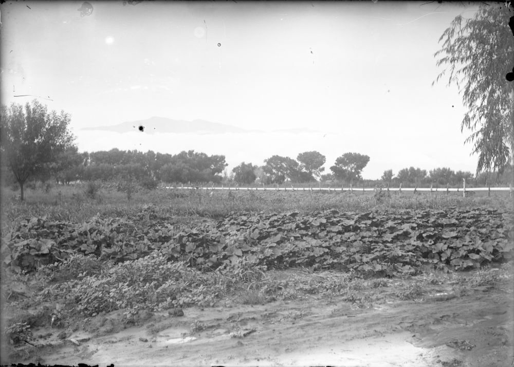 An original photograph of a cantaloupe field located in central Arizona from around 1915. In the photo, a field of cantaloupes are seen growing in the foreground. In the background, the mountaintop peaks over the clouds rolling through the valley.
