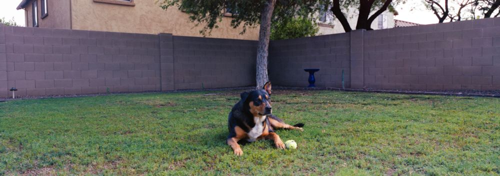 A panoramic image shot on medium format film. In the image, a dog can be seen laying in the grass behind a tennis ball. 