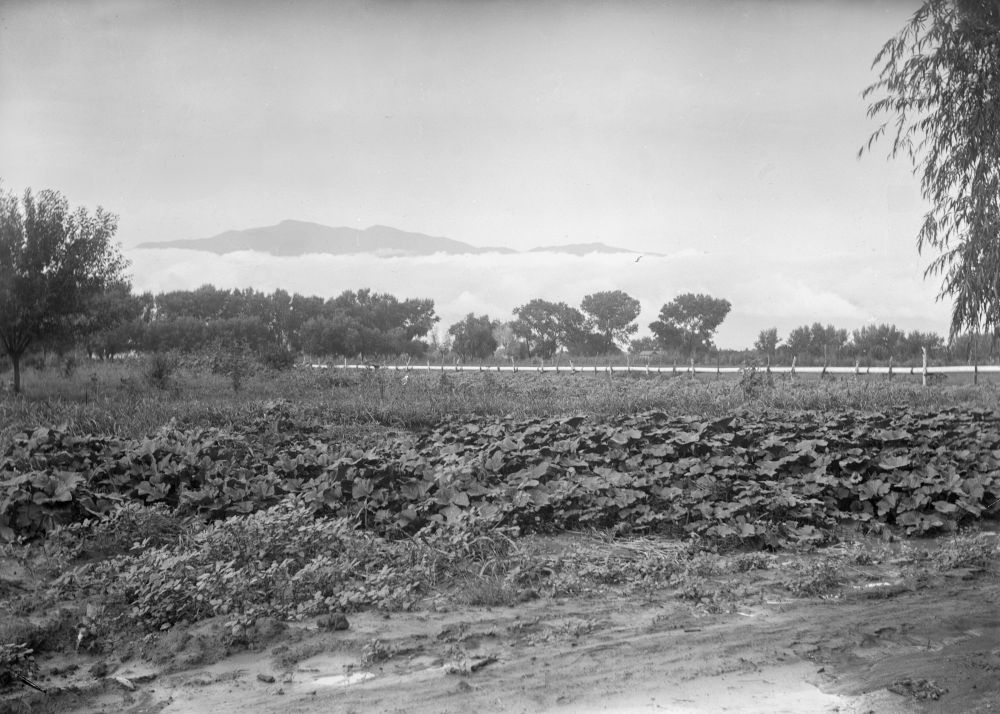 A restored photograph of a cantaloupe field located in central Arizona from around 1915. In the photo, a field of cantaloupes are seen growing in the foreground. In the background, the mountaintop peaks over the clouds rolling through the valley.