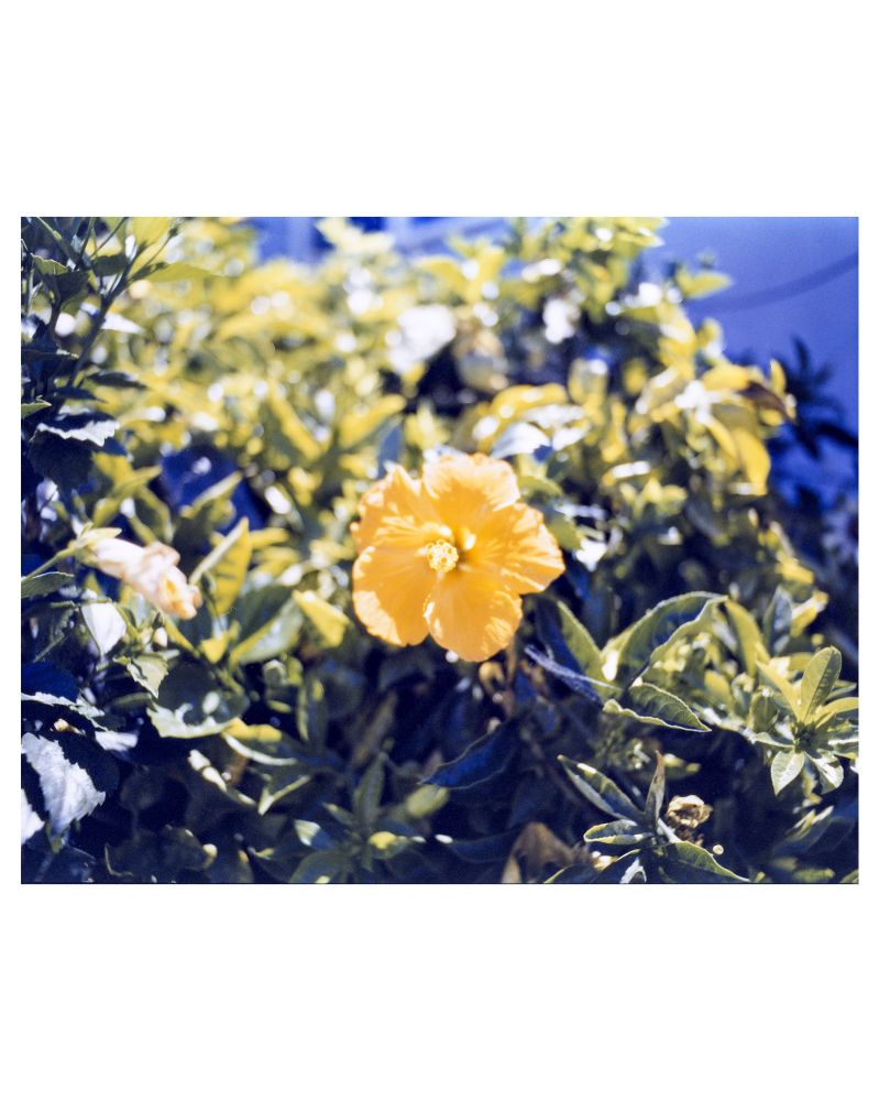 A color photograph of a hibiscus flower in San Diego, CA. This flower was red and was rendered in false color (yellow) through a scanning artifact. 