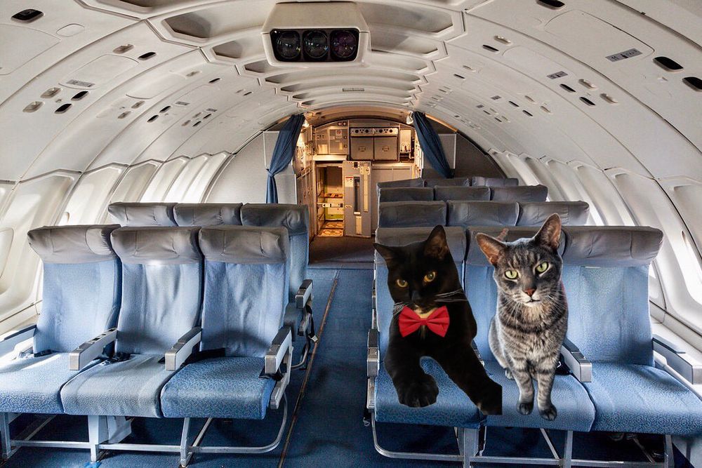A tabby cat seated next to a beautiful black cat on a plane.  