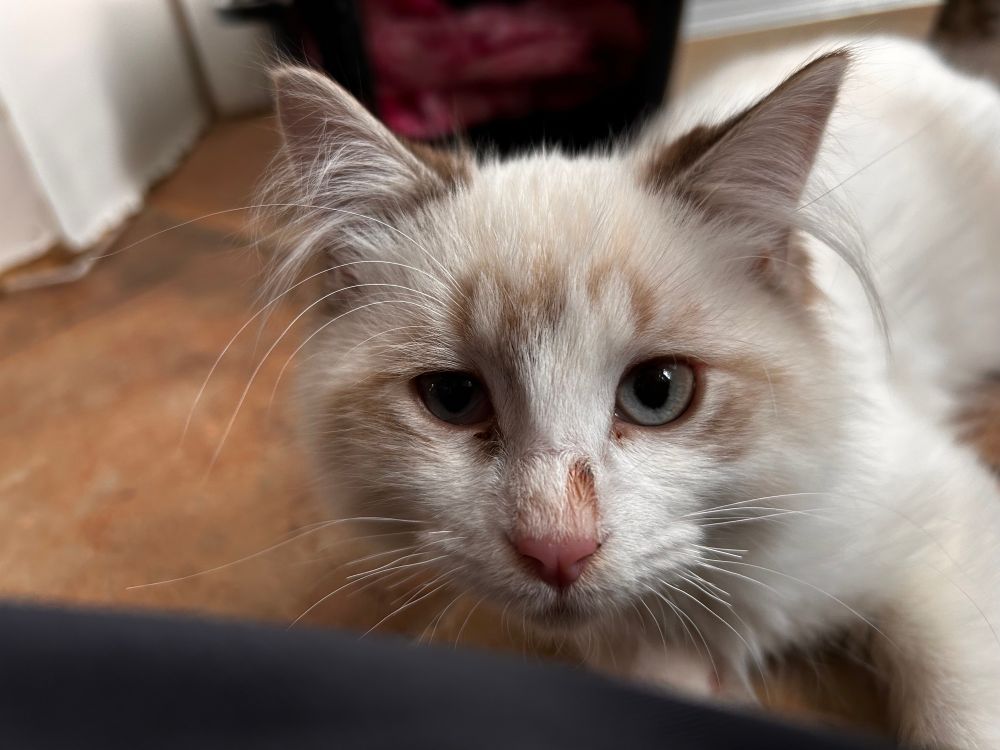 A white kitten with some tan on his face looking deep into the camera with beautiful blue eyes and a ragtag set of whiskers. Some are broken off, some are long, 
and he has some above his eyes. He is very cute. 