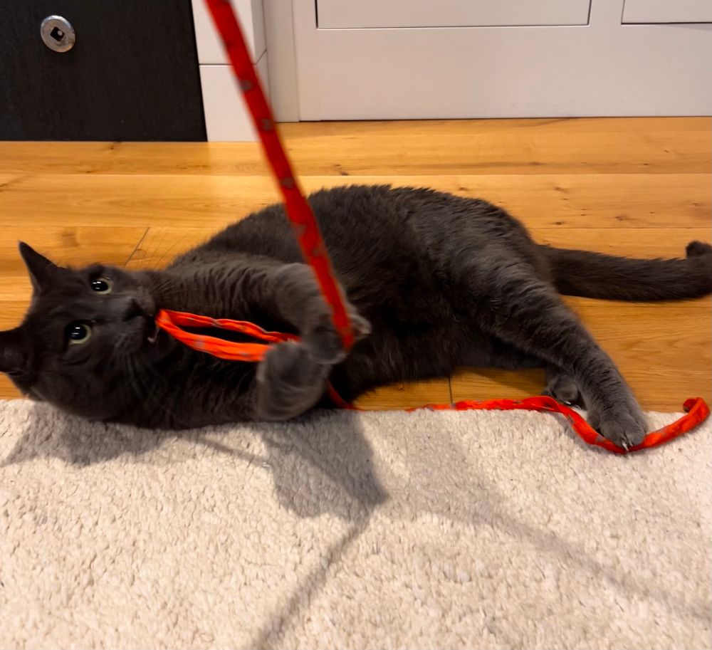 Gray cat holding on to the wand that he caught. 