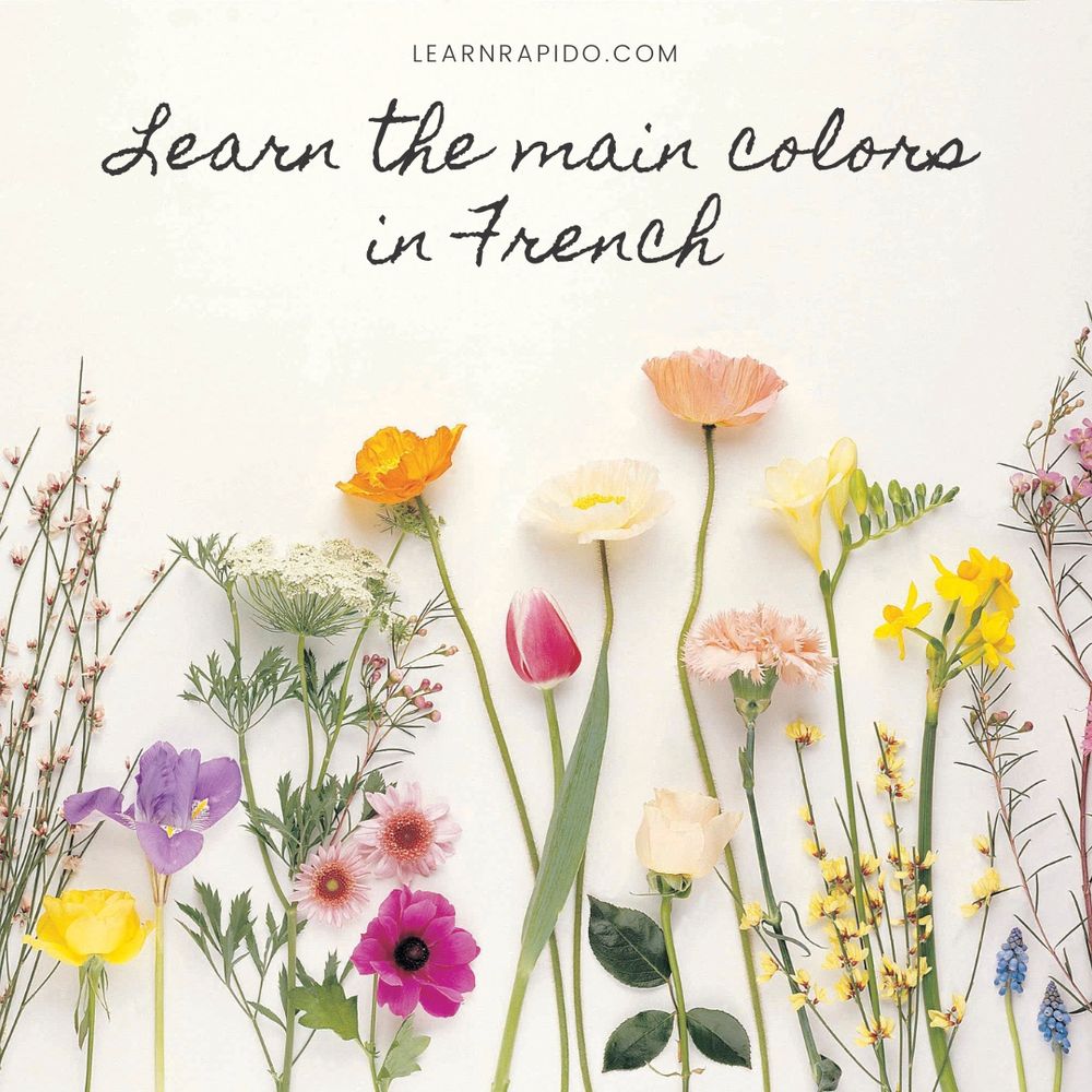 Learn the main colors in French with LearnRapido.com