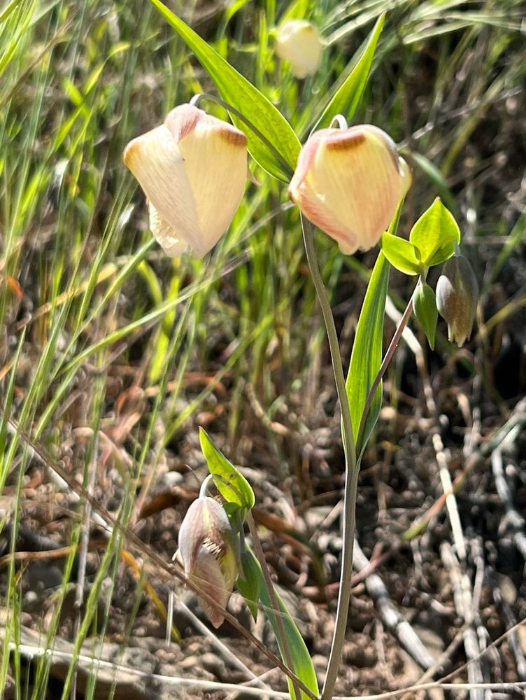 Calochortus albus
