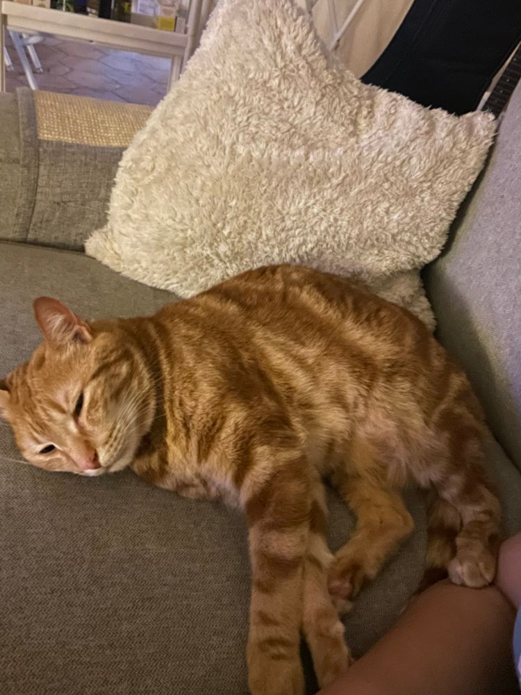 Chat roux allongé sur le côté avec les pattes arrières posées sur mon bras 