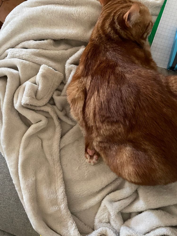  Chat roux couché à plat ventre sur une couverture blanche avec une patte 🐾 avant repliée sur le côté, coussinets apparents 