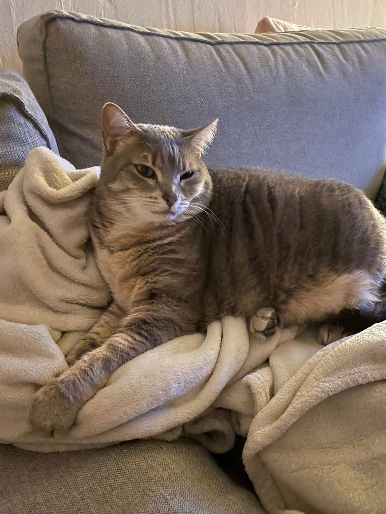 Chat gris avec le poitrail gris clair et les pattes gris clair rayées de gris plus foncé 