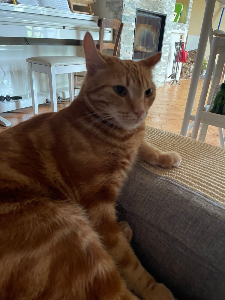 Chat roux accoudé au bord du canapé le regard dans le vague 