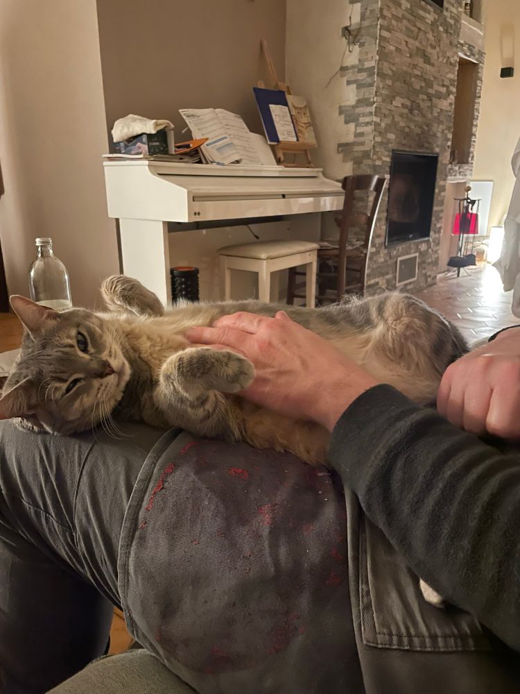 Chat gris étendu sur le dos sur les genoux d’un humain qui lui caresse le ventre pendant que le chat fait un clin d’œil à la caméra 