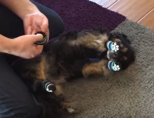 Bear lying on the floor with socks on looking like it’s the worst thing that ever happened to anyone.