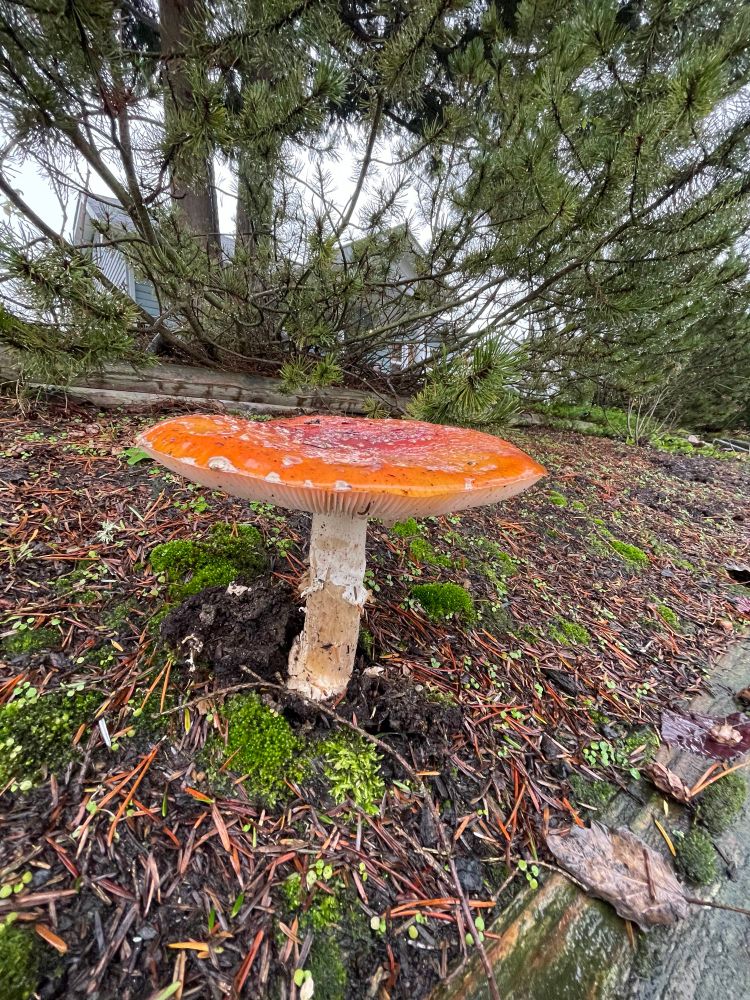 Picture of a red-capped toadstool growing in bark in a front yard