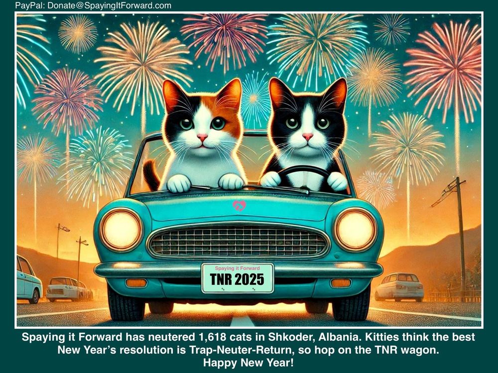 Spaying it Forward has neutered 1,618 cats in Shkoder, Albania. Kitties think the best New Year's resolution is Trap-Neuter-Return, so hop on the TNR wagon.
Happy New Year!